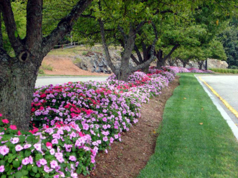 Petrillo & Son Corp. - Landscape Maintenance