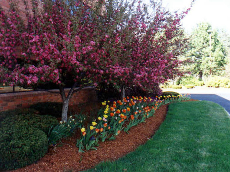 Petrillo & Son Corp. - Landscape Maintenance