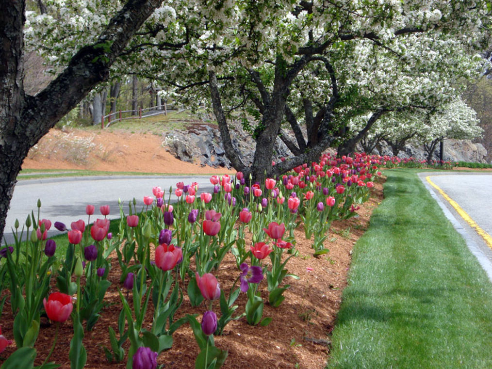 Petrillo & Son Corp. - Landscape Maintenance